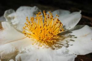 Close focus on orange pollens on white petal flower. photo