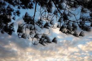 Natural scene of silhouetted pine leaves on cloudy sky.