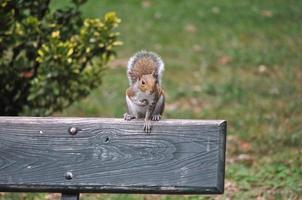 red squirrel animal of class Mammalia mammals photo