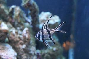Fish in aquarium photo
