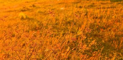 Sunset orange red ears on the field.Sunset nature background.Nature Banner. photo