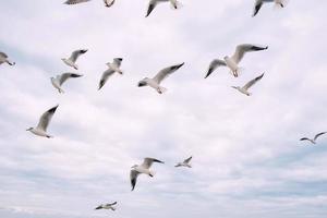 seagulls flying in the cloudy sky photo