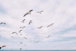 gaviotas alimentando a mano volando en el cielo nublado de otoño foto