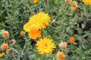 Orange Common Dandelion flower photo