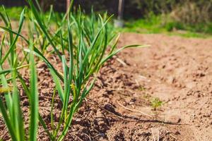 First greens grow in garden in spring. photo