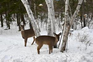 two deer in the snow at the edge of a forest photo