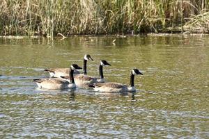four geese swimming in a pond photo