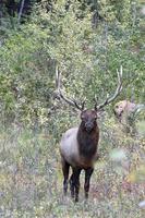 a majestic elk stands at the edge of a forest photo