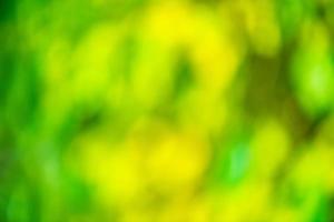 Defocus light green and yellow background. Green and yellow foliage blurred background. photo