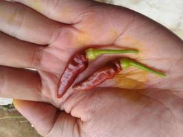 red chili on hand photo