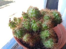 small cactus on the pot photo