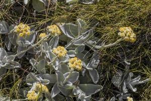 flores amarillas en el parque nacional table mountain sudáfrica. foto