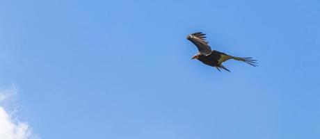 Tropical Black Turkey Vulture Cathartes aura aura blue sky Mexico. photo