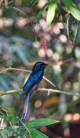 Bronzed drongo. Dicrurus aeneus. It is a small Indomalayan bird belonging to the drongo group. photo