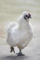 Silkie. Silky. Chinese silk chicken. It is a breed of chicken named for its atypically fluffy plumage. photo