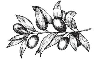 Vector sketch of olive branch. Hand drawn outline clipart. Eco food illustration isolated on white background. For print, web, design, decor, logo.