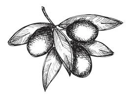 Vector sketch of olive branch. Hand drawn outline clipart. Eco food illustration isolated on white background. For print, web, design, decor, logo.