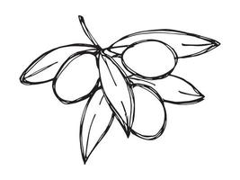 Vector sketch of olive branch. Hand drawn outline clipart. Eco food illustration isolated on white background. For print, web, design, decor, logo.
