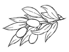 Vector sketch of olive branch. Hand drawn outline clipart. Eco food illustration isolated on white background. For print, web, design, decor, logo.