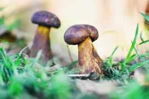 Fresh raw wild mushroom organic food in a forest autumn - cep, black penny bun, porcino or king boletus, usually called black porcini mushroom, The Cep, Bolete Mushroom on ground nature green plant photo