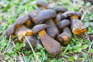 Fresh raw wild mushroom organic food in a forest autumn - cep, black penny bun, porcino or king boletus, usually called black porcini mushroom, The Cep, Bolete Mushroom on green grass meadow photo