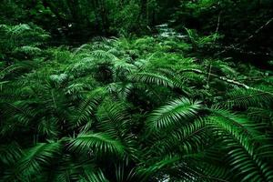 fondo de arbustos de helecho tropical follaje verde exuberante en la selva tropical con árboles de plantas naturales y ríos de cascada - fondos florales de hojas verdes, así como temas tropicales y selváticos selva amazónica foto