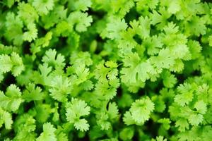 Hoja de la planta de cilantro que crece en el fondo de la naturaleza de graden - hojas de cilantro verde vegetal para ingredientes alimentarios foto