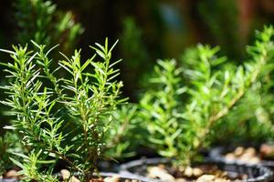 Rosmarinus officinalis herb and ingredient for food - Rosemary plant leaves in the garden nature green background photo