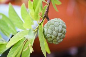 manzana de azúcar o chirimoya en el árbol en el jardín naturaleza de frutas tropicales fondo verde - annona sweetsop foto