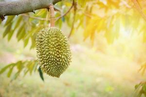 Durian fruit hanging on the durian tree in the garden photo