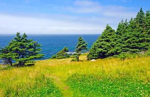 Green Coastal Meadow and Forest photo