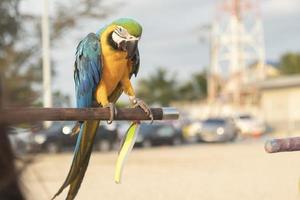 el guacamayo amarillo, azul y verde es un pájaro joven posado en un bosque con un fondo de árbol y una torre telefónica en la playa de arena por la noche.