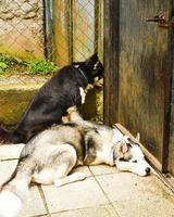 dos lindos perros de raza husky en el pavimento junto a la puerta esperando tranquilamente para salir al aire libre foto