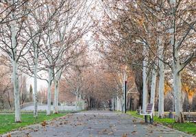 autumn parks in madrid photo