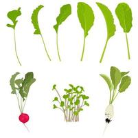 Set of radishes and radishes vector stock illustration. Foliage and roots, radish tubers. Plant elements. Isolated on a white background