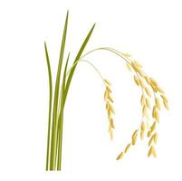 Rice sprouts vector stock illustration. A cereal plant with grains on the stem grown in the field. The ear of a wild flower. Isolated on a white background.