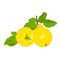 Yellow quince vector illustration with stock. Ripe pear, sweet fruit. large  fruits of Chinese quince with green leaves. Isolated on a white background.