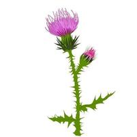 Thistle vector stock illustration close up. Superfood thistle medical herb. Hand drawn composition of a Scottish purple Bud, Field flower, meadow grass. Isolated on a white background