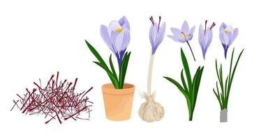 Saffron flower. Iranian food seasoning vector stock illustration. Stages of plant growth. Krouse. An aphrodisiac for the dish. Isolated on a white background.
