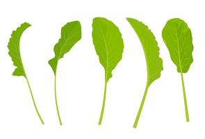 Radish leaves vector stock illustration. Realistic set of green greenery. Lettuce leaves. Isolated on a white background.