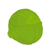 Ilustración de stock de vector de repollo. cabeza de primer plano de las coles de bruselas. Aislado en un fondo blanco. hojas verdes en estilo realista.