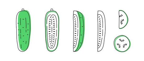 Set of doodle outline cucumber with spots. Whole, pieces, and leaves vector