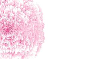 Fluffy 3D flower. Pink volumetric chrysanthemum with soft spring white petals realistic lush open bud natural tracery of autumn peony with round cap of wavy delicate textures festive live vector