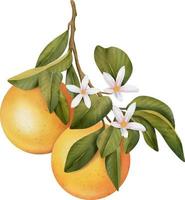 Oranges on a branch. Isolated watercolor illustrartion of citrus tree with leaves and blossoms. vector