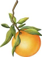 Oranges on a branch. Isolated watercolor illustrartion of citrus tree with leaves. vector