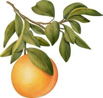 Oranges on a branch. Isolated watercolor illustrartion of citrus tree with leaves. vector