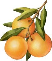 Oranges on a branch. Isolated watercolor illustrartion of citrus tree with leaves vector
