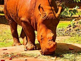 The rhinoceros is eating a lot of fruits rhinos and red dust. photo