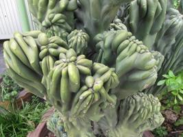 Cactus with ugly embossed patterns. photo