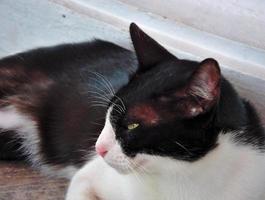 The cat has a black and white color in the middle. photo